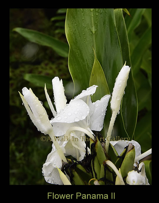 White Flower Panama Print - Island Art by Yotigo